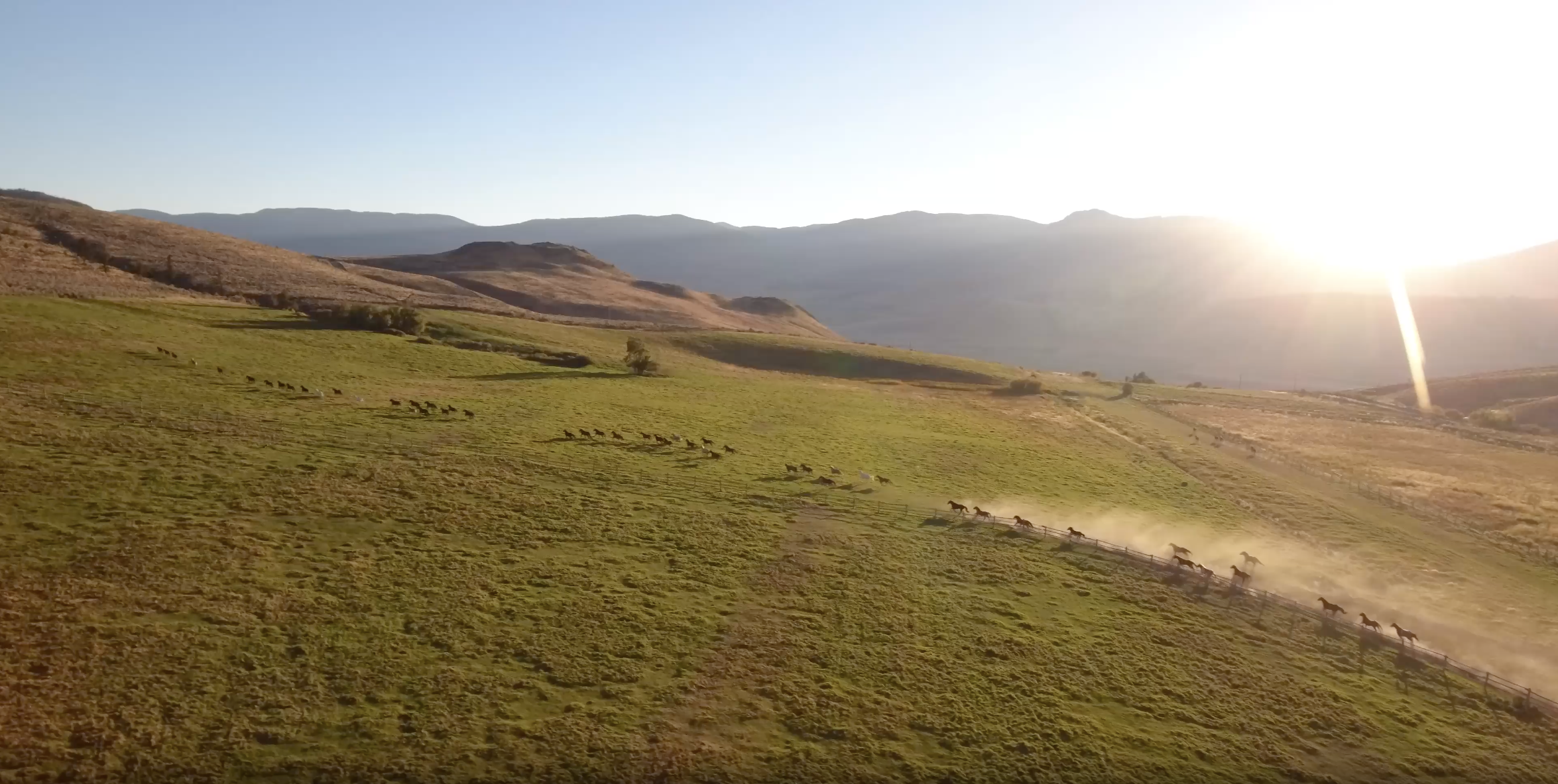 A group of horses running through a field in BC, Canada